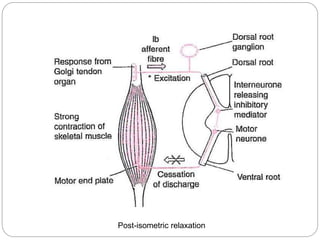Post-isometric relaxation
 