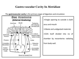 Gastro-vascular Cavity In Metridium
The gastrovascular cavity is the primary organ of digestion and circulation
Single opening to outside is both
anus and mouth
Waste and undigested materials
GVS itself divided into no of
chamber by mesenteries radiating
from body wall.
 