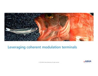 © 2018 ADVA Optical Networking. All rights reserved.1111 © 2018 ADVA Optical Networking. All rights reserved.11
Leveraging coherent modulation terminals
 