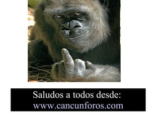 Saludos a todos desde:   www.cancunforos.com 