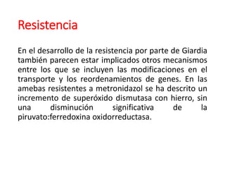 Resistencia
En el desarrollo de la resistencia por parte de Giardia
también parecen estar implicados otros mecanismos
entre los que se incluyen las modificaciones en el
transporte y los reordenamientos de genes. En las
amebas resistentes a metronidazol se ha descrito un
incremento de superóxido dismutasa con hierro, sin
una disminución significativa de la
piruvato:ferredoxina oxidorreductasa.
 