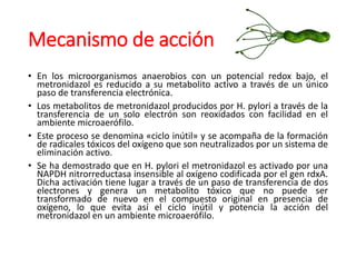 Mecanismo de acción
• En los microorganismos anaerobios con un potencial redox bajo, el
metronidazol es reducido a su metabolito activo a través de un único
paso de transferencia electrónica.
• Los metabolitos de metronidazol producidos por H. pylori a través de la
transferencia de un solo electrón son reoxidados con facilidad en el
ambiente microaerófilo.
• Este proceso se denomina «ciclo inútil» y se acompaña de la formación
de radicales tóxicos del oxígeno que son neutralizados por un sistema de
eliminación activo.
• Se ha demostrado que en H. pylori el metronidazol es activado por una
NAPDH nitrorreductasa insensible al oxígeno codificada por el gen rdxA.
Dicha activación tiene lugar a través de un paso de transferencia de dos
electrones y genera un metabolito tóxico que no puede ser
transformado de nuevo en el compuesto original en presencia de
oxígeno, lo que evita así el ciclo inútil y potencia la acción del
metronidazol en un ambiente microaerófilo.
 