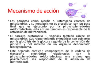 Mecanismo de acción
• Los parasitos como Giardia o Entamoeba carecen de
mitocondrias y su metabolismo es glucolítico, con un paso
final que es ejecutado por la piruvato:ferredoxina
oxidorreductasa; esta enzima también es responsable de la
activación de metronidazol.
• El parasito protozoario T. vaginalis también carece de
mitocondrias. Sus requerimientos energéticos son cubiertos
por la glucólisis de la glucosa seguida de la conversión del
piruvato y del maleato en un organulo denominado
hidrogenosoma.
• Este organulo contiene componentes de la cadena de
transporte electrónico relacionados con la
piruvato:ferredoxina oxidorreductasa, una enzima que
posiblemente sea responsable de la activación de
metronidazol.
 