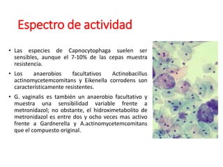 Espectro de actividad
• Las especies de Capnocytophaga suelen ser
sensibles, aunque el 7-10% de las cepas muestra
resistencia.
• Los anaerobios facultativos Actinobacillus
actinomycetemcomitans y Eikenella corrodens son
característicamente resistentes.
• G. vaginalis es también un anaerobio facultativo y
muestra una sensibilidad variable frente a
metronidazol; no obstante, el hidroximetabolito de
metronidazol es entre dos y ocho veces mas activo
frente a Gardnerella y A.actinomycetemcomitans
que el compuesto original.
 
