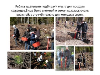 Ребята тщательно подбирали места для посадки саженцев.Зима была снежной и земля казалась очень влажной, а это губительно для молодых сосен. 