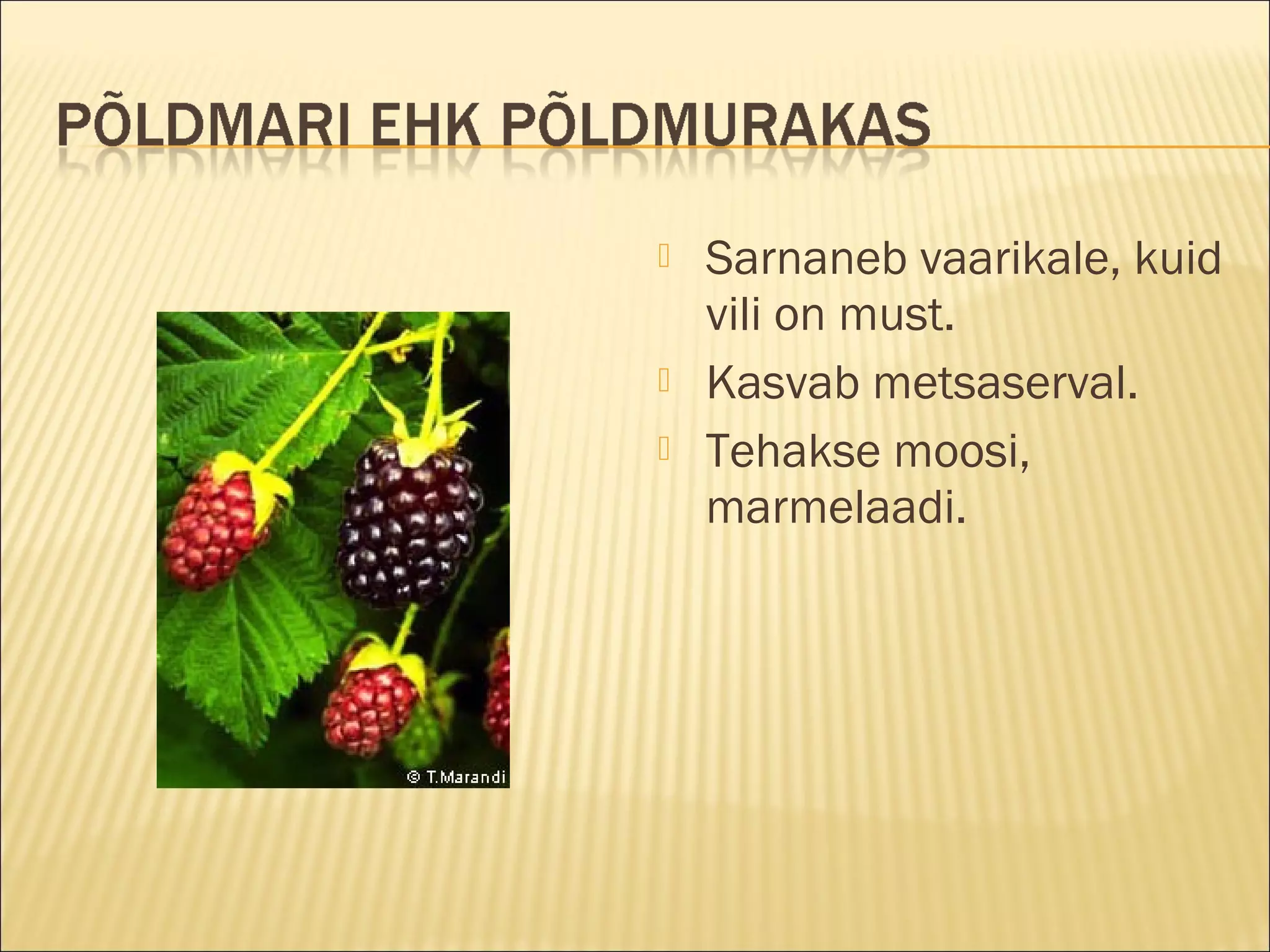  Sarnaneb vaarikale, kuid
vili on must.
 Kasvab metsaserval.
 Tehakse moosi,
marmelaadi.
 