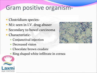 Gram positive organism-
 Clostridium species-
 M/c seen in I.V. drug abuser
 Secondary to bowel carcinoma
 Characteristic-
 Conjunctival injection
 Decreased vision
 Chocolate brown exudate
 Ring shaped white infiltrate in cornea
 