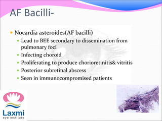 AF Bacilli-
 Nocardia asteroides(AF bacilli)
 Lead to BEE secondary to dissemination from
pulmonary foci
 Infecting choroid
 Proliferating to produce chorioretinitis& vitritis
 Posterior subretinal abscess
 Seen in immunocompromised patients
 