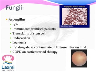 Fungii-
 Aspergillus
 15%
 Immunocompromised patients
 Transplants of stem cell
 Endocarditis
 Leukemia
 I.V. drug abuse,contaminated Dextrose infusion fluid
 COPD on corticosteriod therapy
 