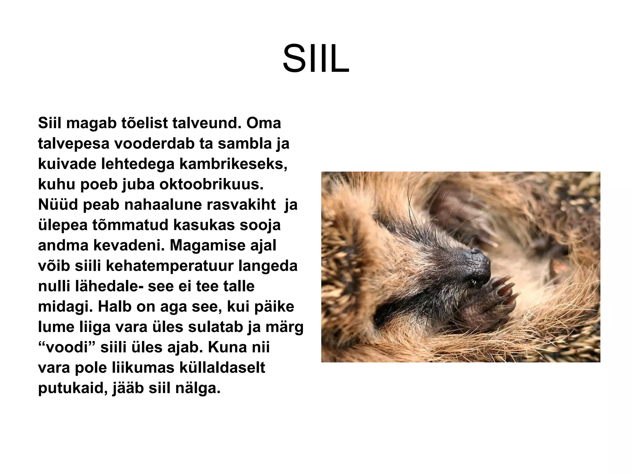 SIIL Siil magab tõelist talveund. Oma talvepesa vooderdab ta sambla ja kuivade lehtedega kambrikeseks, kuhu poeb juba oktoobrikuus. Nüüd peab nahaalune rasvakiht  ja ülepea tõmmatud kasukas sooja andma kevadeni. Magamise ajal võib siili kehatemperatuur langeda nulli lähedale- see ei tee talle midagi. Halb on aga see, kui päike lume liiga vara üles sulatab ja märg “ voodi” siili üles ajab. Kuna nii vara pole liikumas küllaldaselt putukaid, jääb siil nälga. 