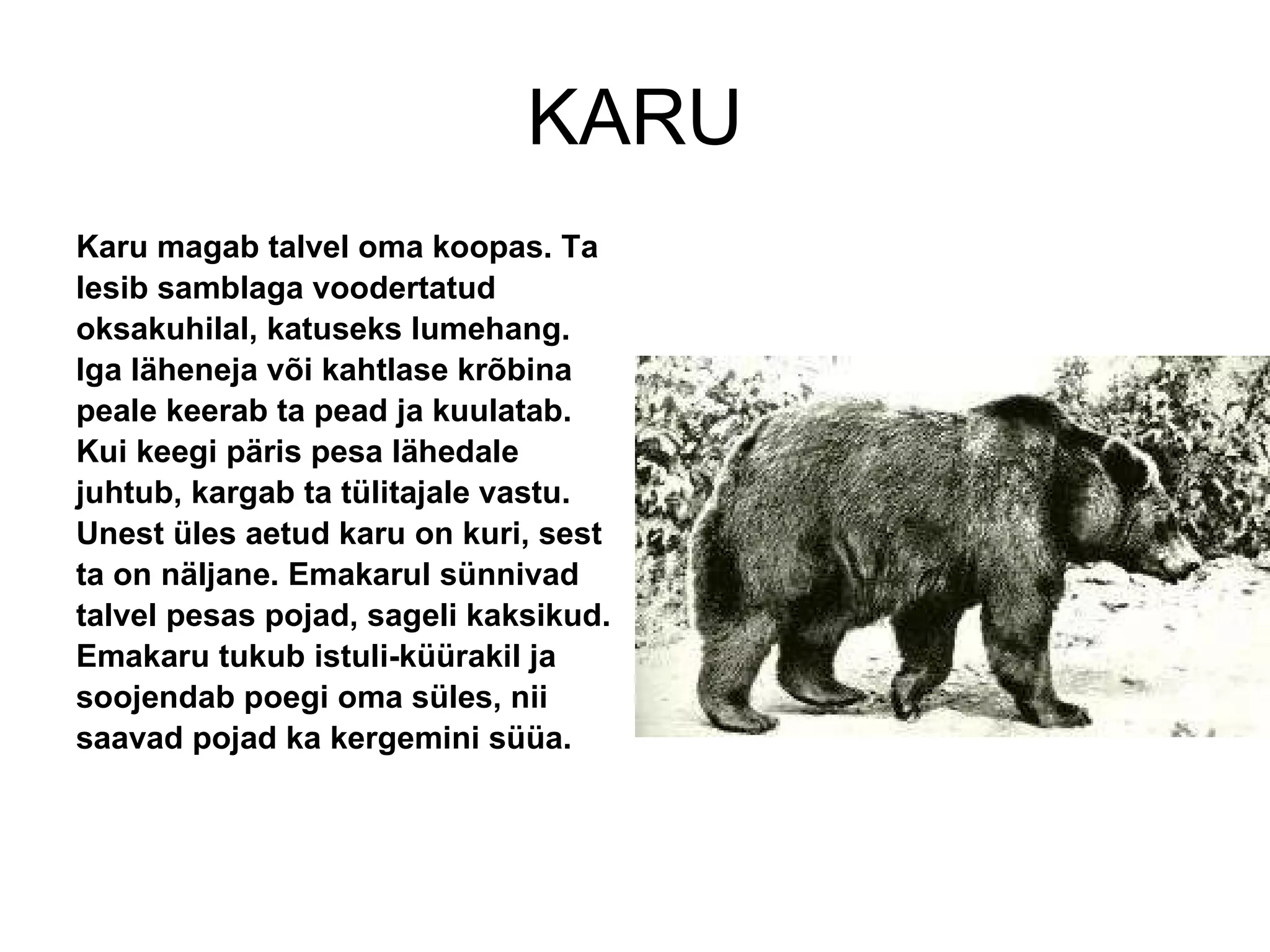 KARU Karu magab talvel oma koopas. Ta lesib samblaga voodertatud oksakuhilal, katuseks lumehang. Iga läheneja või kahtlase krõbina peale keerab ta pead ja kuulatab. Kui keegi päris pesa lähedale juhtub, kargab ta tülitajale vastu. Unest üles aetud karu on kuri, sest ta on näljane. Emakarul sünnivad talvel pesas pojad, sageli kaksikud. Emakaru tukub istuli-küürakil ja soojendab poegi oma süles, nii saavad pojad ka kergemini süüa.  