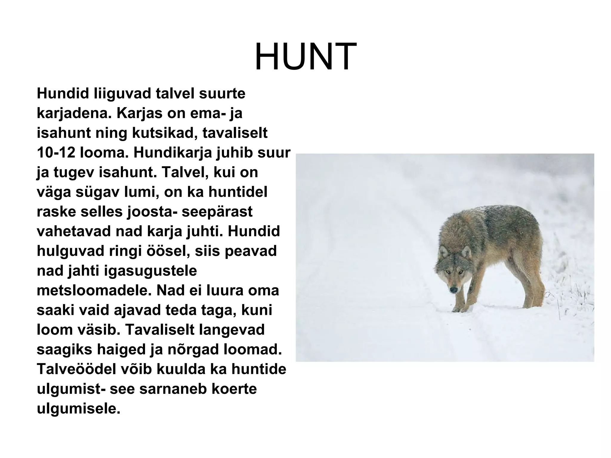 HUNT Hundid liiguvad talvel suurte karjadena. Karjas on ema- ja isahunt ning kutsikad, tavaliselt 10-12 looma. Hundikarja juhib suur ja tugev isahunt. Talvel, kui on väga sügav lumi, on ka huntidel raske selles joosta- seepärast vahetavad nad karja juhti. Hundid hulguvad ringi öösel, siis peavad nad jahti igasugustele metsloomadele. Nad ei luura oma saaki vaid ajavad teda taga, kuni loom väsib. Tavaliselt langevad saagiks haiged ja nõrgad loomad. Talveöödel võib kuulda ka huntide ulgumist- see sarnaneb koerte ulgumisele. 