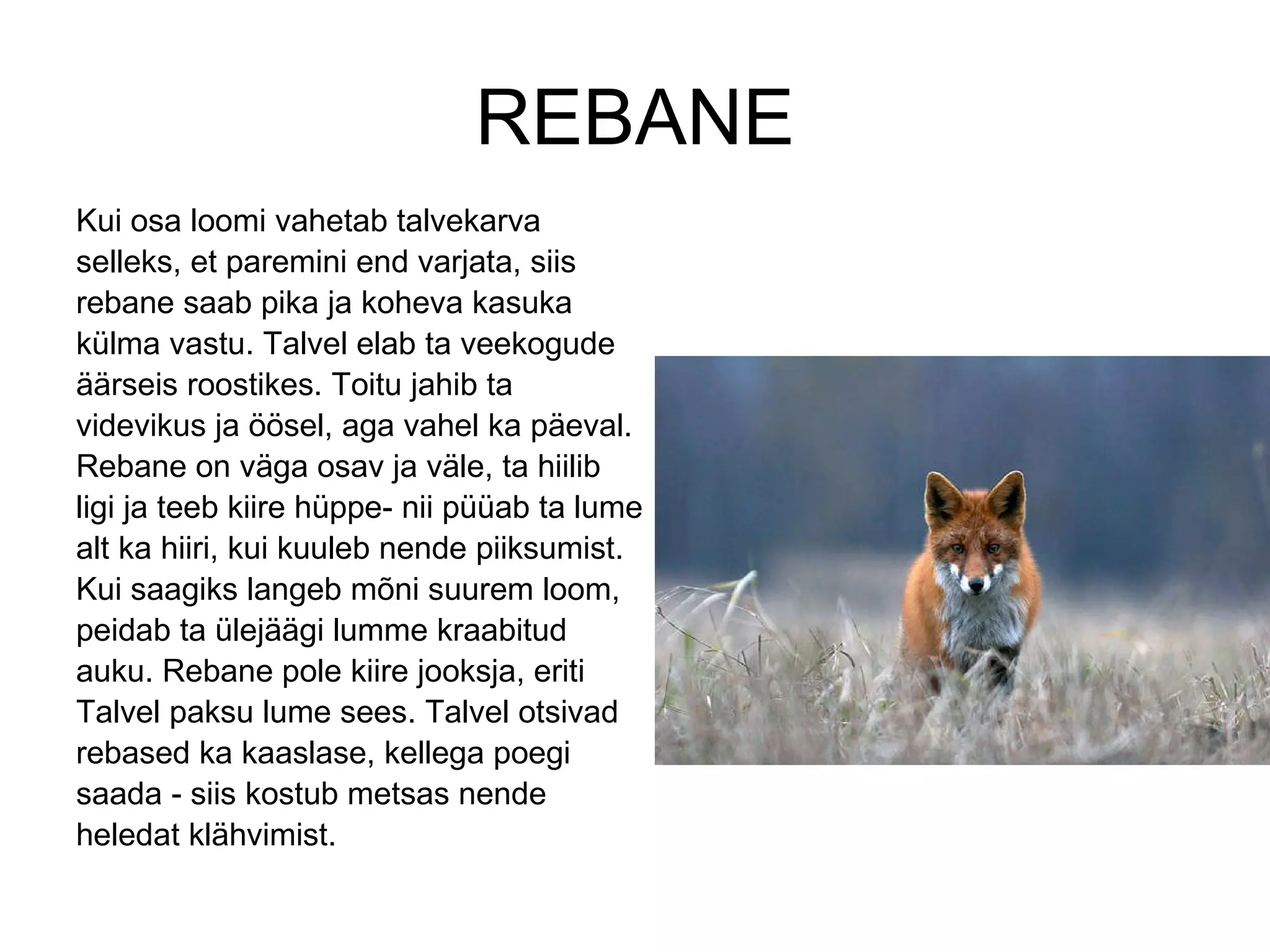 REBANE Kui osa loomi vahetab talvekarva selleks, et paremini end varjata, siis rebane saab pika ja koheva kasuka külma vastu. Talvel elab ta veekogude äärseis roostikes. Toitu jahib ta videvikus ja öösel, aga vahel ka päeval. Rebane on väga osav ja väle, ta hiilib ligi ja teeb kiire hüppe- nii püüab ta lume alt ka hiiri, kui kuuleb nende piiksumist. Kui saagiks langeb mõni suurem loom, peidab ta ülejäägi lumme kraabitud auku. Rebane pole kiire jooksja, eriti Talvel paksu lume sees. Talvel otsivad rebased ka kaaslase, kellega poegi saada - siis kostub metsas nende heledat klähvimist. 