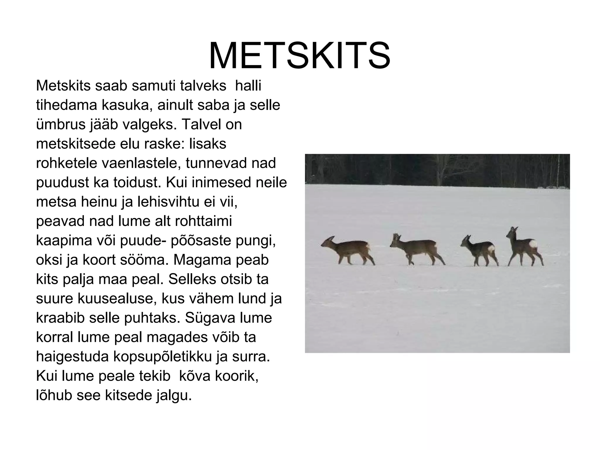 METSKITS Metskits saab samuti talveks  halli tihedama kasuka, ainult saba ja selle ümbrus jääb valgeks. Talvel on metskitsede elu raske: lisaks rohketele vaenlastele, tunnevad nad puudust ka toidust. Kui inimesed neile metsa heinu ja lehisvihtu ei vii, peavad nad lume alt rohttaimi kaapima või puude- põõsaste pungi, oksi ja koort sööma. Magama peab kits palja maa peal. Selleks otsib ta suure kuusealuse, kus vähem lund ja kraabib selle puhtaks. Sügava lume korral lume peal magades võib ta haigestuda kopsupõletikku ja surra. Kui lume peale tekib  kõva koorik, lõhub see kitsede jalgu.  