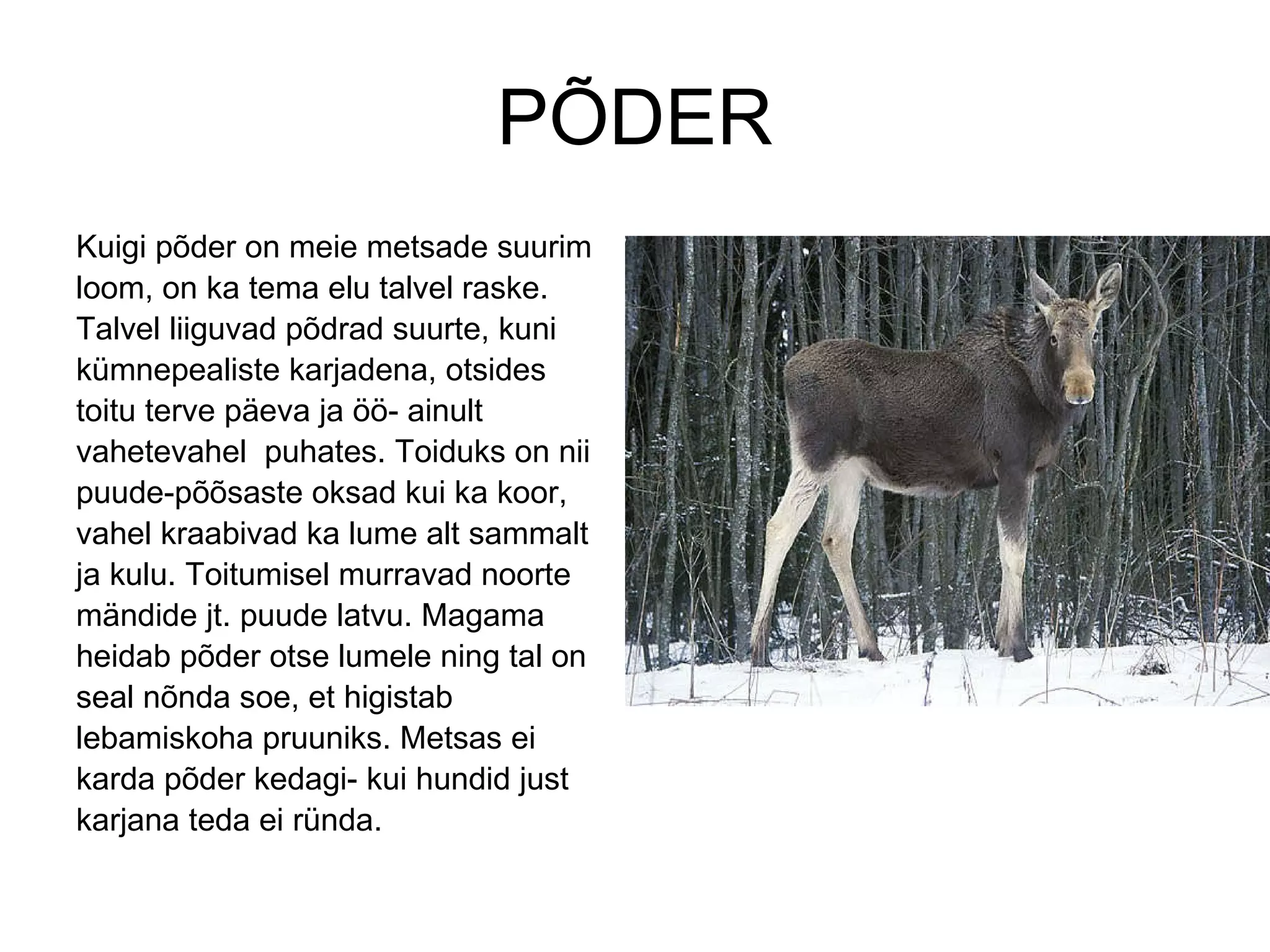 PÕDER Kuigi põder on meie metsade suurim loom, on ka tema elu talvel raske. Talvel liiguvad põdrad suurte, kuni kümnepealiste karjadena, otsides toitu terve päeva ja öö- ainult vahetevahel  puhates. Toiduks on nii puude-põõsaste oksad kui ka koor, vahel kraabivad ka lume alt sammalt ja kulu. Toitumisel murravad noorte  mändide jt. puude latvu. Magama heidab põder otse lumele ning tal on seal nõnda soe, et higistab lebamiskoha pruuniks. Metsas ei karda põder kedagi- kui hundid just karjana teda ei ründa. 