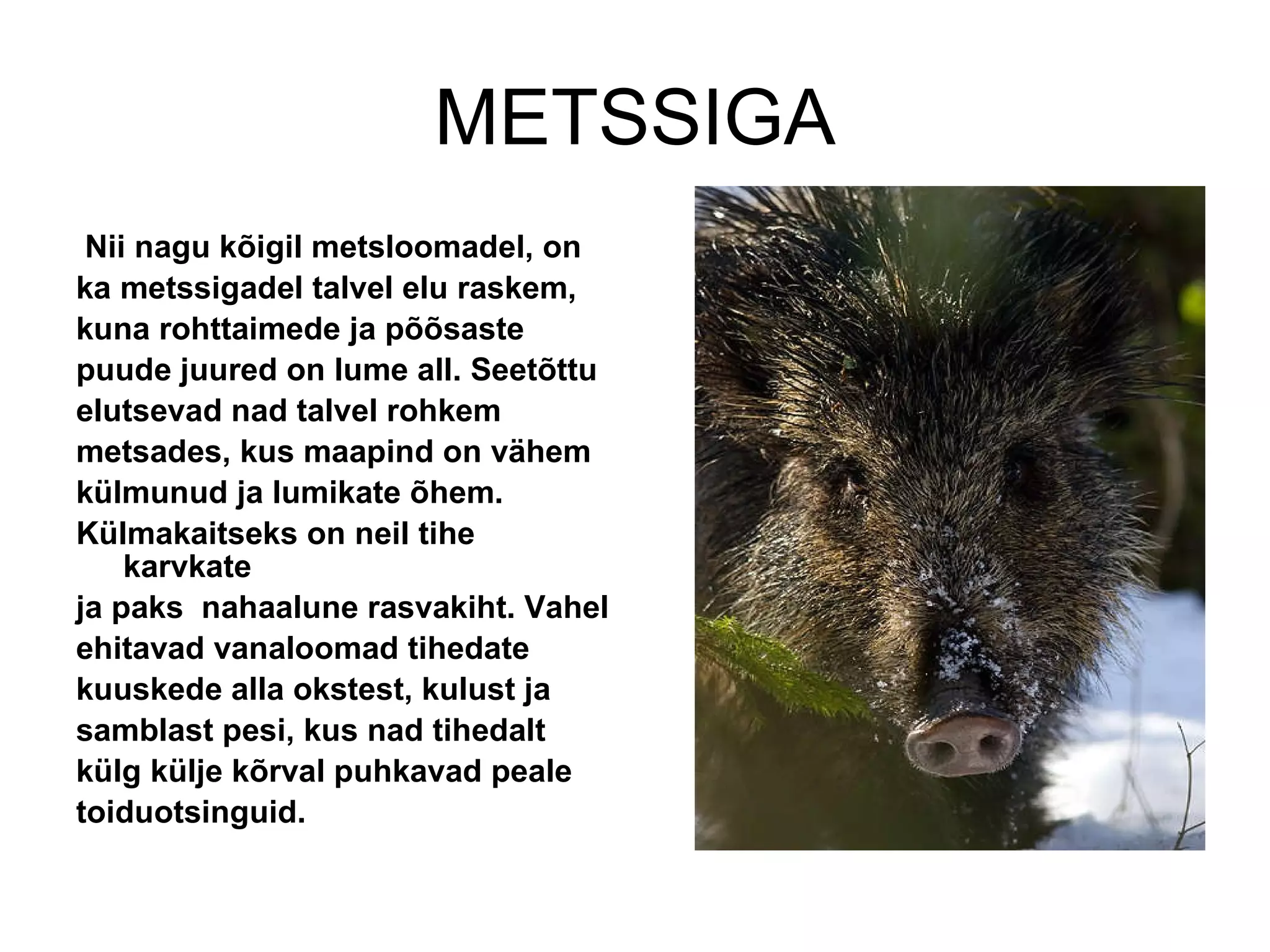 METSSIGA Nii nagu kõigil metsloomadel, on ka metssigadel talvel elu raskem, kuna rohttaimede ja põõsaste puude juured on lume all. Seetõttu elutsevad nad talvel rohkem metsades, kus maapind on vähem külmunud ja lumikate õhem. Külmakaitseks on neil tihe karvkate ja paks  nahaalune rasvakiht. Vahel ehitavad vanaloomad tihedate kuuskede alla okstest, kulust ja samblast pesi, kus nad tihedalt külg külje kõrval puhkavad peale toiduotsinguid.  