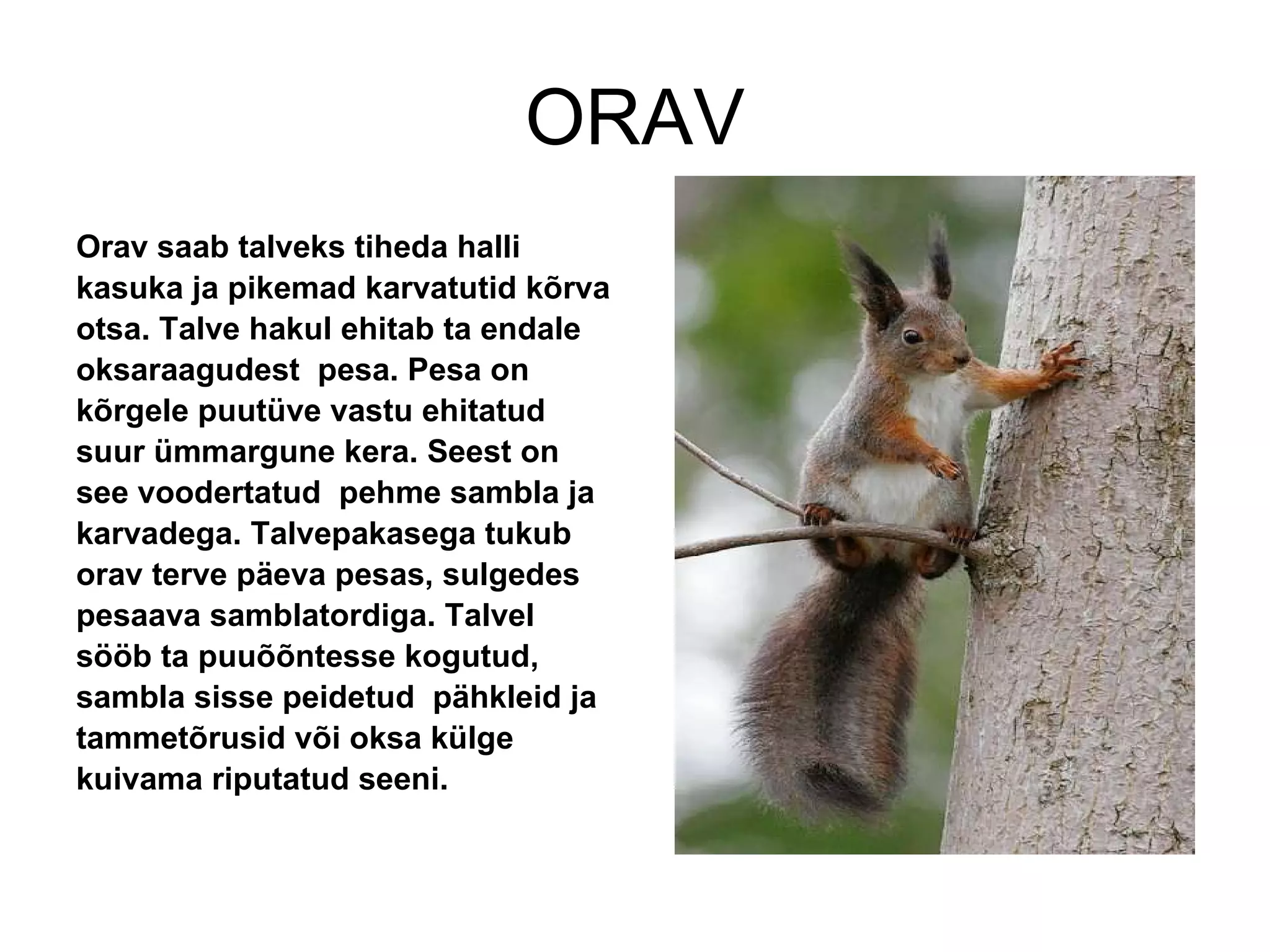 ORAV Orav saab talveks tiheda halli  kasuka ja pikemad karvatutid kõrva otsa. Talve hakul ehitab ta endale oksaraagudest  pesa. Pesa on kõrgele puutüve vastu ehitatud suur ümmargune kera. Seest on see voodertatud  pehme sambla ja karvadega. Talvepakasega tukub orav terve päeva pesas, sulgedes pesaava samblatordiga. Talvel sööb ta puuõõntesse kogutud, sambla sisse peidetud  pähkleid ja tammetõrusid või oksa külge  kuivama riputatud seeni. 