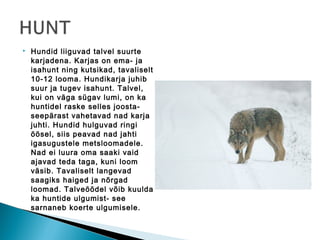    Hundid liiguvad talvel suurte
    karjadena. Karjas on ema- ja
    isahunt ning kutsikad, tavaliselt
    10-12 looma. Hundikarja juhib
    suur ja tugev isahunt. Talvel,
    kui on väga sügav lumi, on ka
    huntidel raske selles joosta-
    seepärast vahetavad nad karja
    juhti. Hundid hulguvad ringi
    öösel, siis peavad nad jahti
    igasugustele metsloomadele.
    Nad ei luura oma saaki vaid
    ajavad teda taga, kuni loom
    väsib. Tavaliselt langevad
    saagiks haiged ja nõrgad
    loomad. Talveöödel võib kuulda
    ka huntide ulgumist- see
    sarnaneb koerte ulgumisele.
 