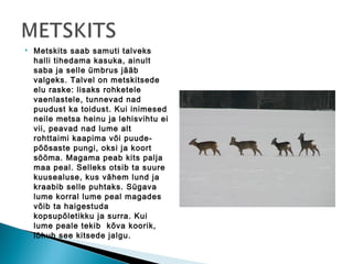    Metskits saab samuti talveks
    halli tihedama kasuka, ainult
    saba ja selle ümbrus jääb
    valgeks. Talvel on metskitsede
    elu raske: lisaks rohketele
    vaenlastele, tunnevad nad
    puudust ka toidust. Kui inimesed
    neile metsa heinu ja lehisvihtu ei
    vii, peavad nad lume alt
    rohttaimi kaapima või puude-
    põõsaste pungi, oksi ja koort
    sööma. Magama peab kits palja
    maa peal. Selleks otsib ta suure
    kuusealuse, kus vähem lund ja
    kraabib selle puhtaks. Sügava
    lume korral lume peal magades
    võib ta haigestuda
    kopsupõletikku ja surra. Kui
    lume peale tekib kõva koorik,
    lõhub see kitsede jalgu.
 