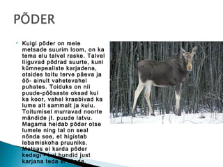    Kuigi põder on meie
    metsade suurim loom, on ka
    tema elu talvel raske. Talvel
    liiguvad põdrad suurte, kuni
    kümnepealiste karjadena,
    otsides toitu terve päeva ja
    öö- ainult vahetevahel
    puhates. Toiduks on nii
    puude-põõsaste oksad kui
    ka koor, vahel kraabivad ka
    lume alt sammalt ja kulu.
    Toitumisel murravad noorte
    mändide jt. puude latvu.
    Magama heidab põder otse
    lumele ning tal on seal
    nõnda soe, et higistab
    lebamiskoha pruuniks.
    Metsas ei karda põder
    kedagi - kui hundid just
    karjana teda ei ründa.
 