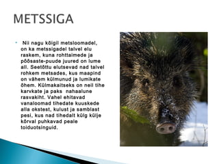     Nii nagu kõigil metsloomadel,
    on ka metssigadel talvel elu
    raskem, kuna rohttaimede ja
    põõsaste-puude juured on lume
    all. Seetõttu elutsevad nad talvel
    rohkem metsades, kus maapind
    on vähem külmunud ja lumikate
    õhem. Külmakaitseks on neil tihe
    karvkate ja paks nahaalune
    rasvakiht. Vahel ehitavad
    vanaloomad tihedate kuuskede
    alla okstest, kulust ja samblast
    pesi, kus nad tihedalt külg külje
    kõrval puhkavad peale
    toiduotsinguid.
 