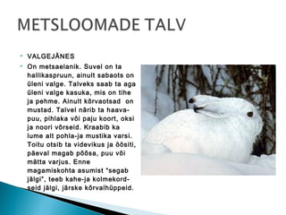    VALGEJÄNES
   On metsaelanik. Suvel on ta
    hallikaspruun, ainult sabaots on
    üleni valge. Talveks saab ta aga
    üleni valge kasuka, mis on tihe
    ja pehme. Ainult kõrvaotsad on
    mustad. Talvel närib ta haava-
    puu, pihlaka või paju koort, oksi
    ja noori võrseid. Kraabib ka
    lume alt pohla-ja mustika varsi.
    Toitu otsib ta videvikus ja öösiti,
    päeval magab põõsa, puu või
    mätta varjus. Enne
    magamiskohta asumist “segab
    jälgi”, teeb kahe-ja kolmekord-
    seid jälgi, järske kõrvalhüppeid.
 