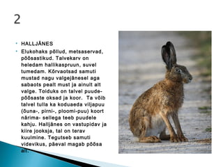    HALLJÄNES
   Elukohaks põllud, metsaservad,
    põõsastikud. Talvekarv on
    heledam hallikaspruun, suvel
    tumedam. Kõrvaotsad samuti
    mustad nagu valgejänesel aga
    sabaots pealt must ja ainult alt
    valge. Toiduks on talvel puude-
    põõsaste oksad ja koor. Ta võib
    talvel tulla ka koduaeda viljapuu
    (õuna-, pirni-, ploomi-puu) koort
    närima- sellega teeb puudele
    kahju. Halljänes on vastupidav ja
    kiire jooksja, tal on terav
    kuulmine. Tegutseb samuti
    videvikus, päeval magab põõsa
    all.
 
