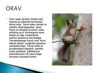    Orav saab talveks tiheda halli
    kasuka ja pikemad karvatutid
    kõrva otsa. Talve hakul ehitab ta
    endale oksaraagudest pesa.
    Pesa on kõrgele puutüve vastu
    ehitatud suur ümmargune kera.
    Seest on see voodertatud
    pehme sambla ja karvadega.
    Talvepakasega tukub orav terve
    päeva pesas, sulgedes pesaava
    samblatordiga. Talvel sööb ta
    puuõõntesse kogutud, sambla
    sisse peidetud pähkleid ja
    tammetõrusid või oksa külge
    kuivama riputatud seeni.
 