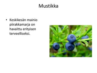 Mustikka
• Keskikesän mainio
piirakkamarja on
havaittu erityisen
terveelliseksi.
 