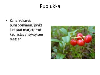 Puolukka
• Kanervakasvi,
punaposkinen, jonka
kirkkaat marjatertut
kaunistavat syksyisen
metsän.
 