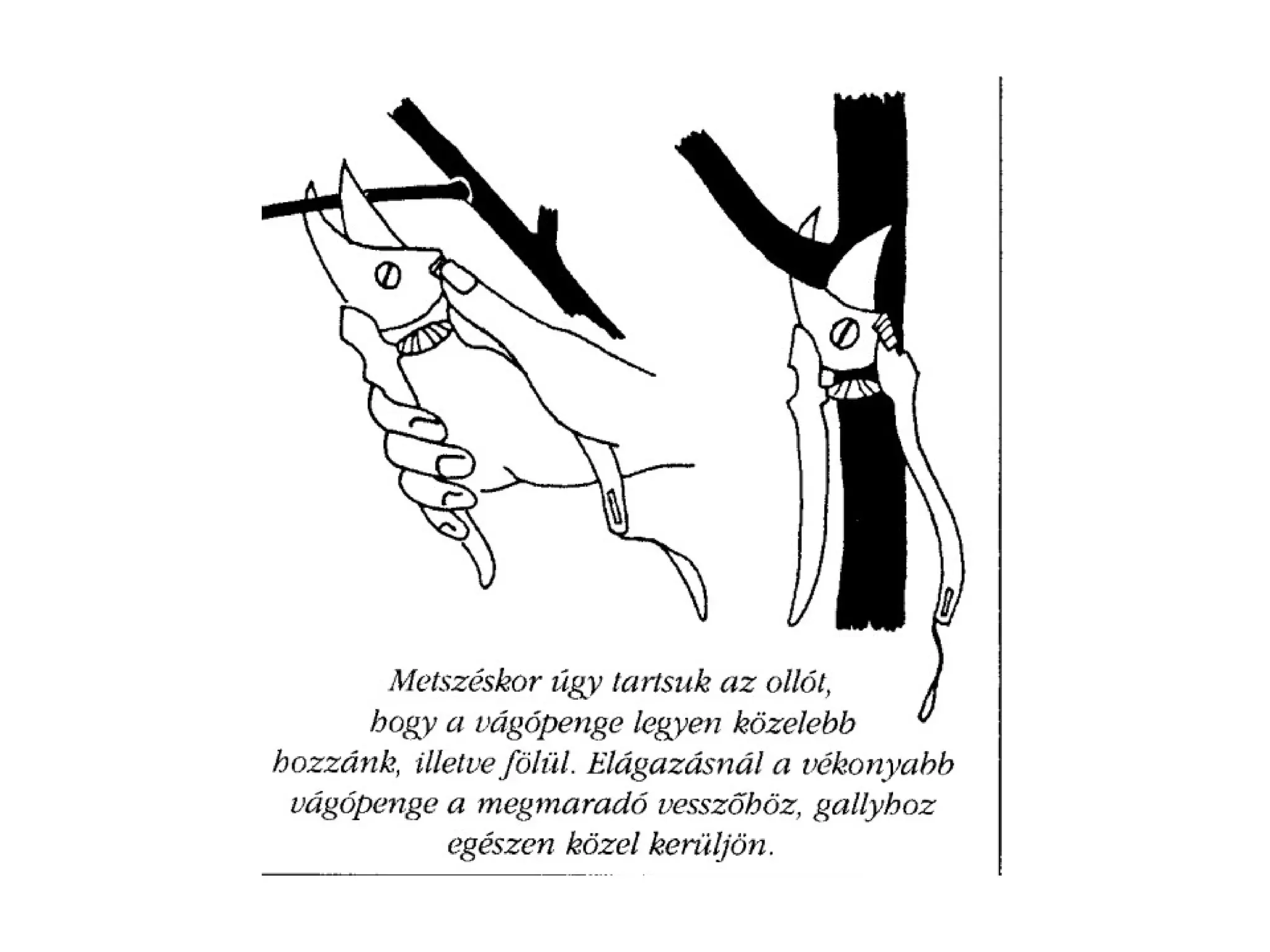 Metszés segédanyag