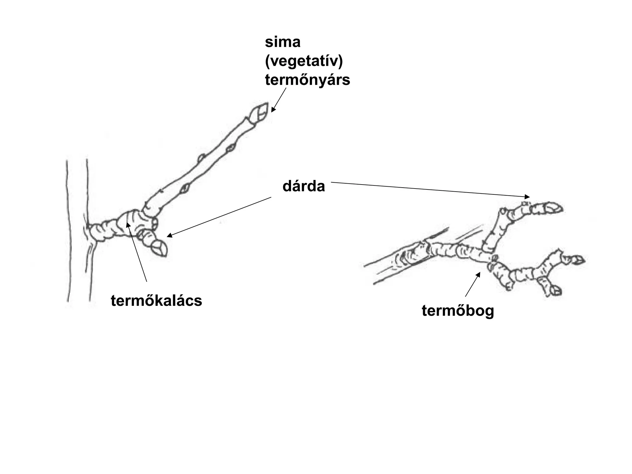 sima
              (vegetatív)
              termőnyárs




                dárda




termőkalács
                            termőbog
 