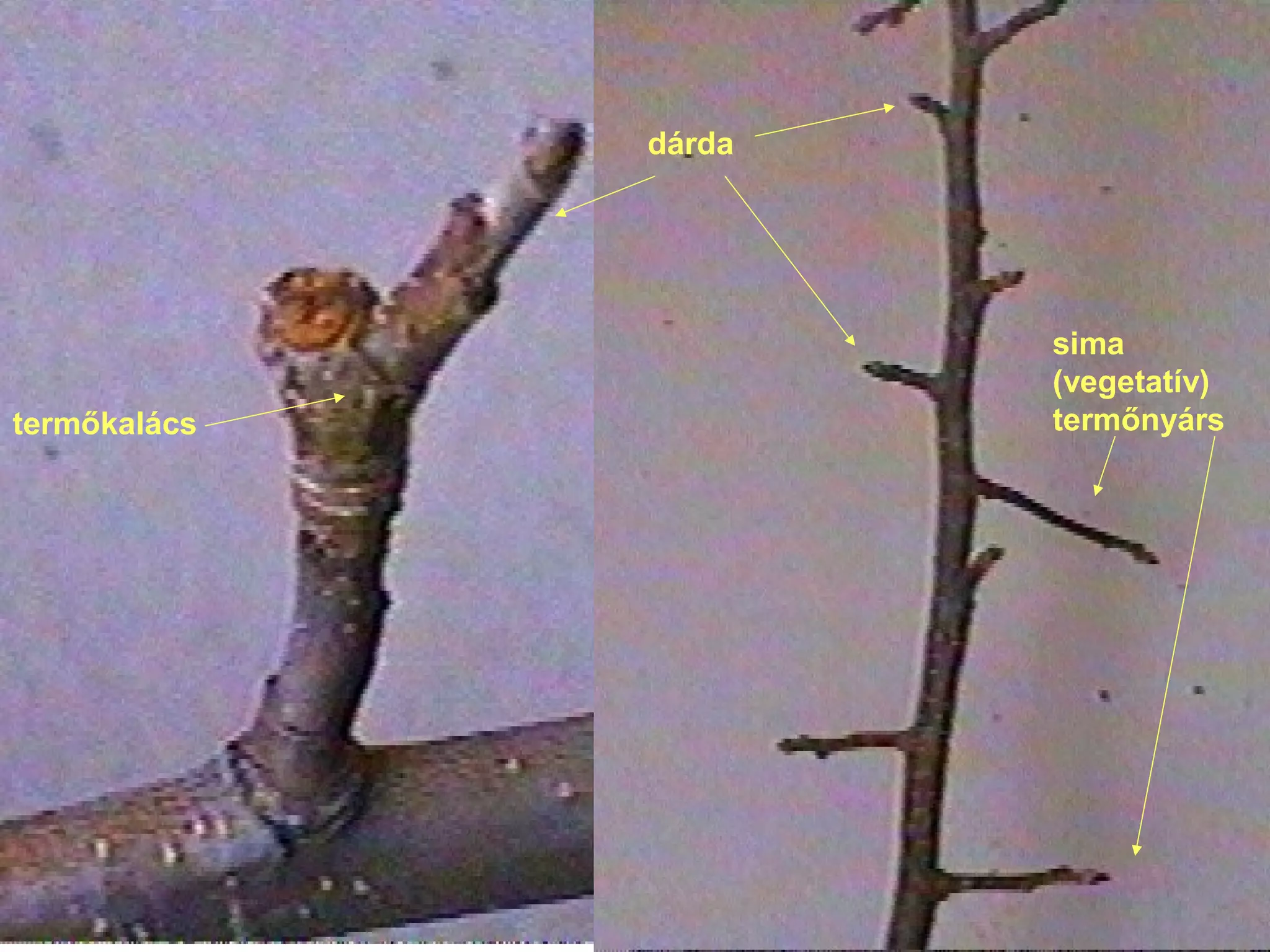 dárda




                      sima
                      (vegetatív)
termőkalács           termőnyárs
 
