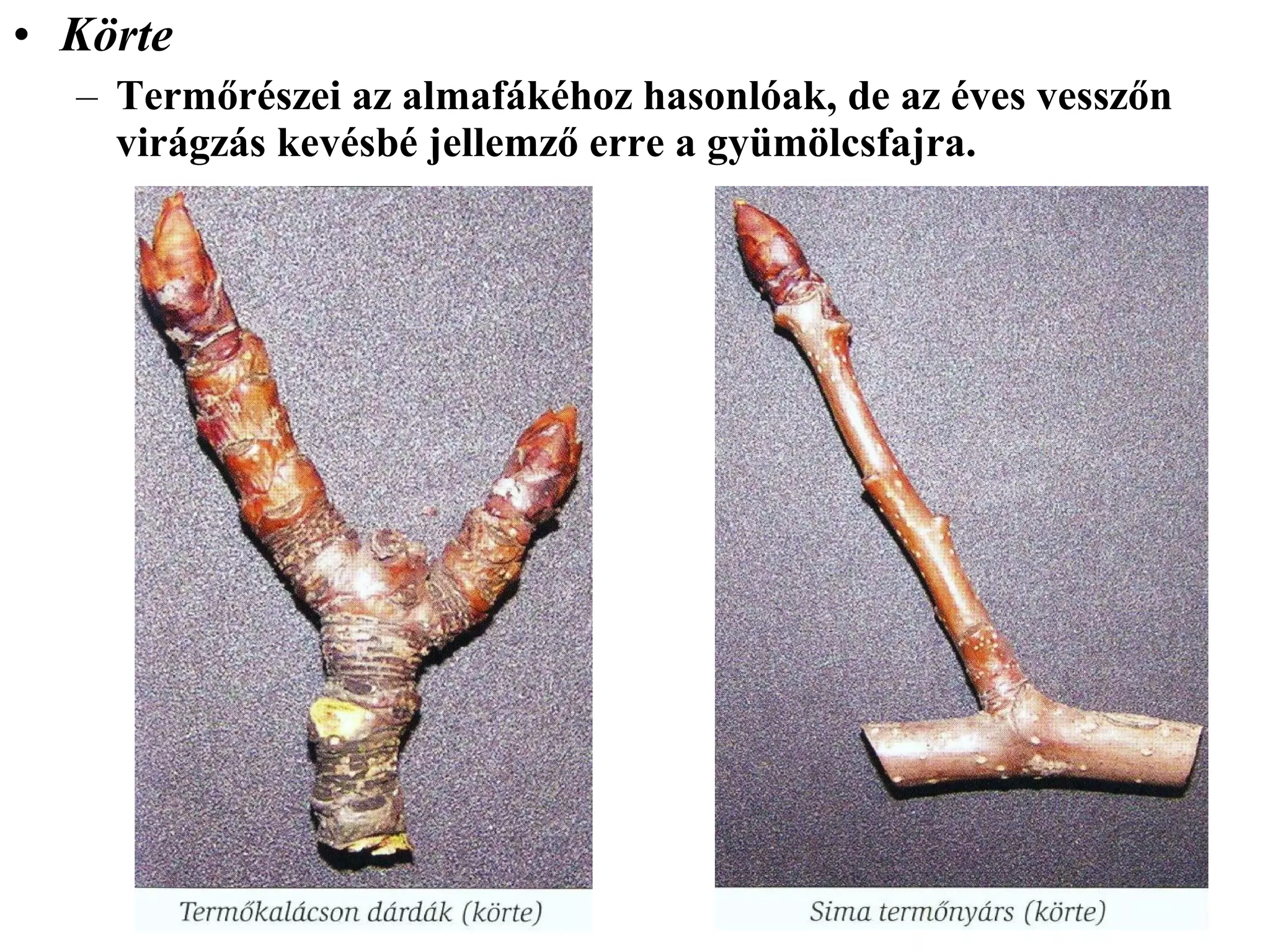 • Körte
  – Termőrészei az almafákéhoz hasonlóak, de az éves vesszőn
    virágzás kevésbé jellemző erre a gyümölcsfajra.
 