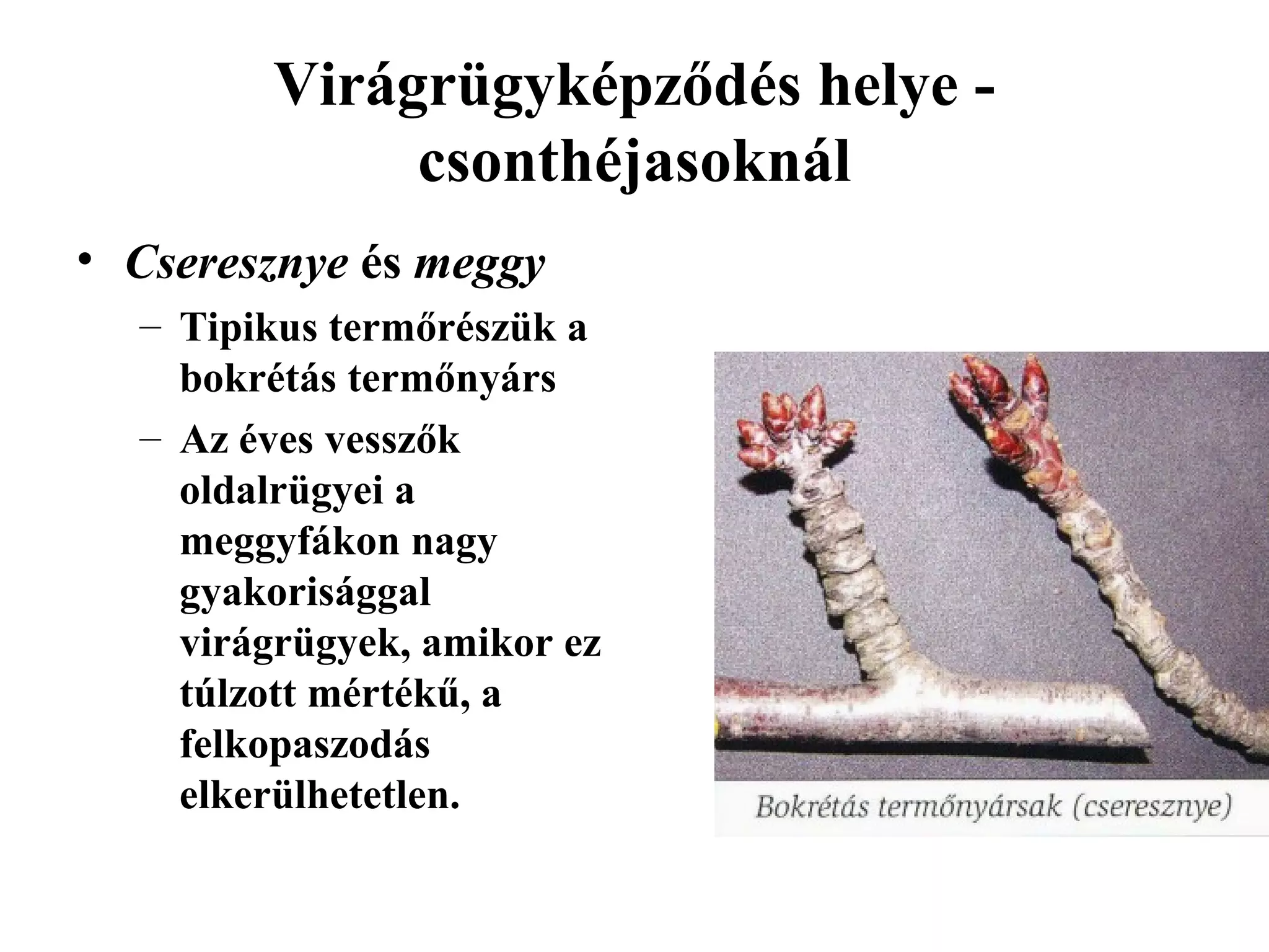Virágrügyképződés helye -
             csonthéjasoknál
• Cseresznye és meggy
  – Tipikus termőrészük a
    bokrétás termőnyárs
  – Az éves vesszők
    oldalrügyei a
    meggyfákon nagy
    gyakorisággal
    virágrügyek, amikor ez
    túlzott mértékű, a
    felkopaszodás
    elkerülhetetlen.
 