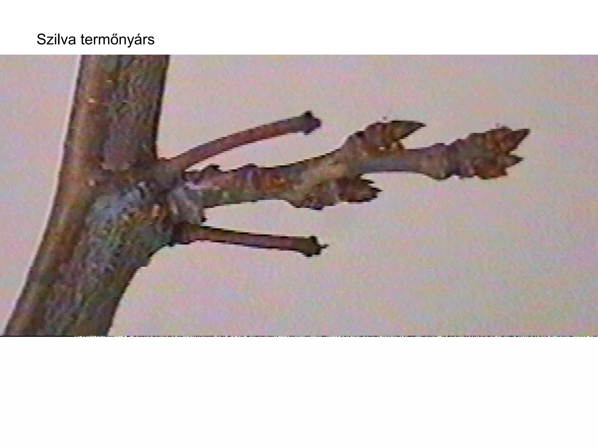 Szilva termőnyárs
 