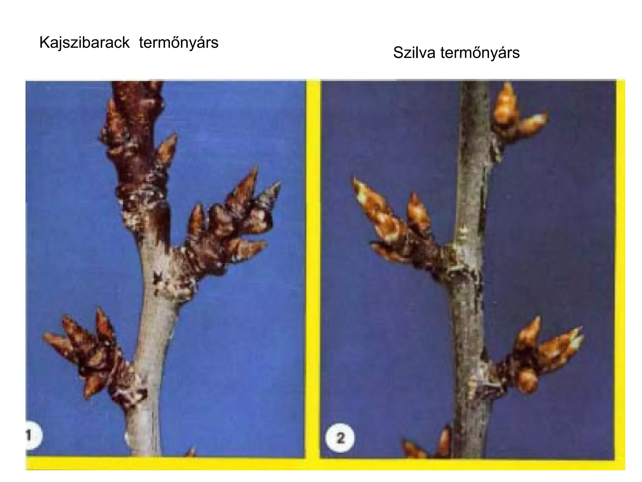 Kajszibarack termőnyárs
                          Szilva termőnyárs
 