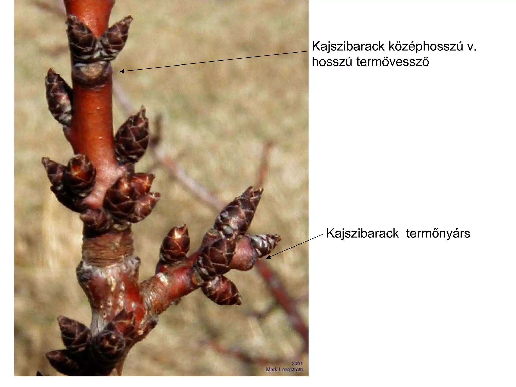 Kajszibarack középhosszú v.
hosszú termővessző




  Kajszibarack termőnyárs
 