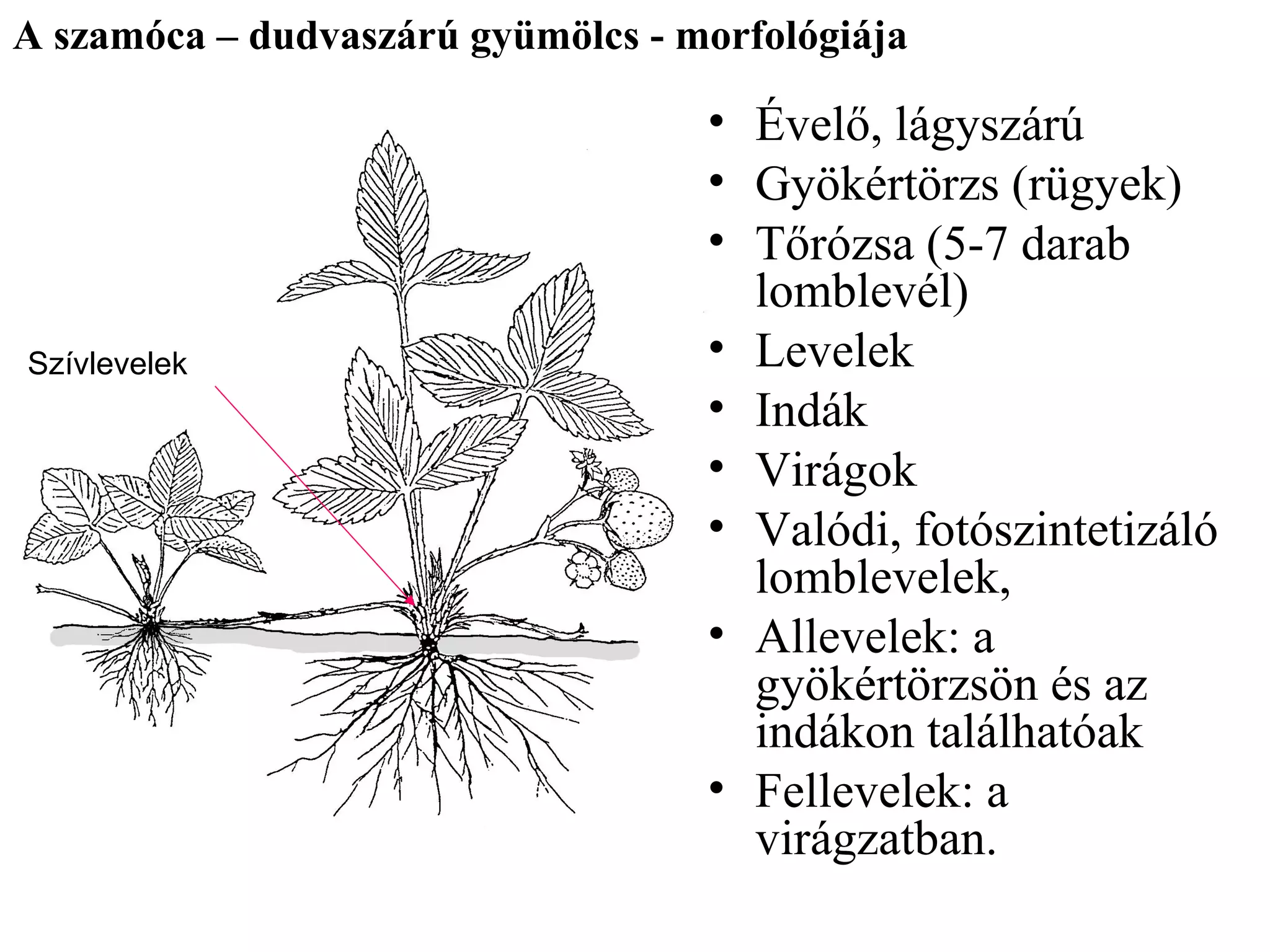 A szamóca – dudvaszárú gyümölcs - morfológiája

                                   • Évelő, lágyszárú
                                   • Gyökértörzs (rügyek)
                                   • Tőrózsa (5-7 darab
                                     lomblevél)
Szívlevelek                        • Levelek
                                   • Indák
                                   • Virágok
                                   • Valódi, fotószintetizáló
                                     lomblevelek,
                                   • Allevelek: a
                                     gyökértörzsön és az
                                     indákon találhatóak
                                   • Fellevelek: a
                                     virágzatban.
 