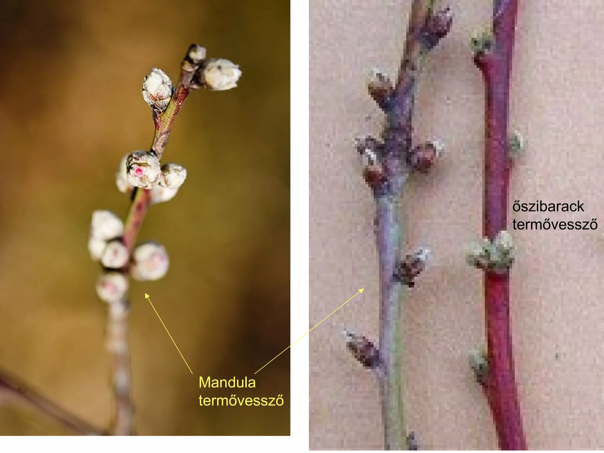 őszibarack
              termővessző




Mandula
termővessző
 