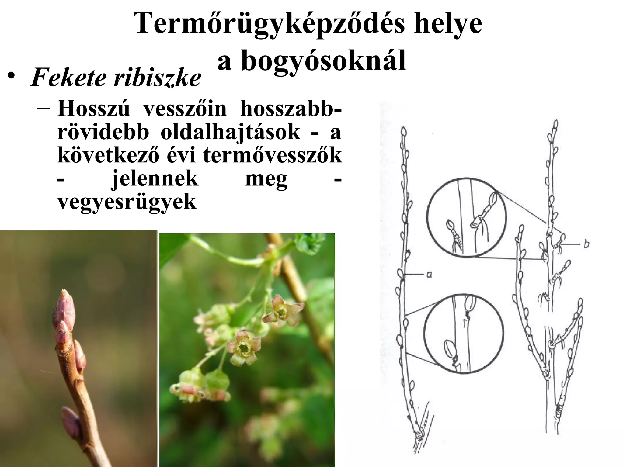 Termőrügyképződés helye
                a bogyósoknál
• Fekete ribiszke
  – Hosszú vesszőin hosszabb-
    rövidebb oldalhajtások - a
    következő évi termővesszők
    -    jelennek     meg    -
    vegyesrügyek
 