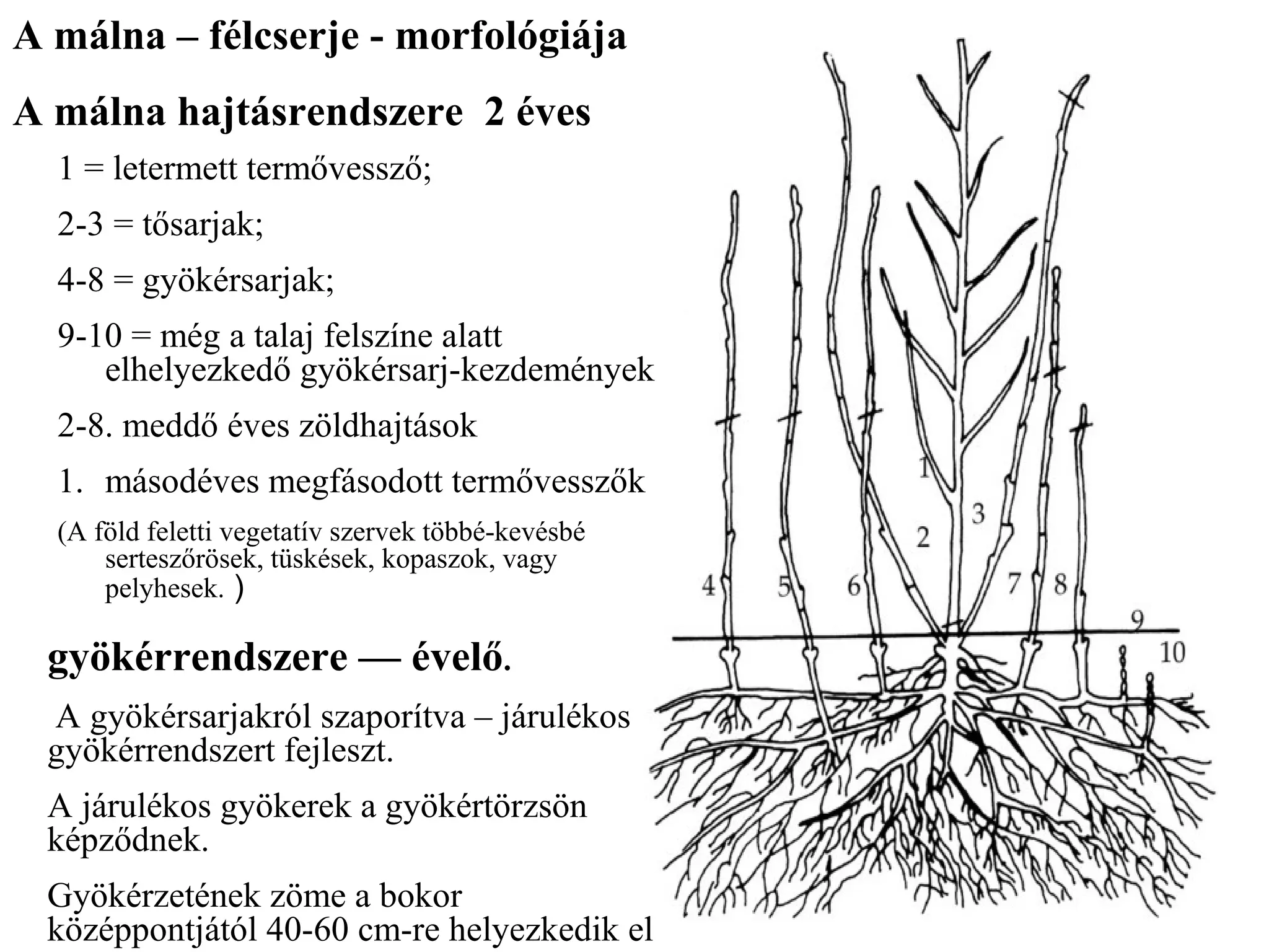 A málna – félcserje - morfológiája
A málna hajtásrendszere 2 éves
  1 = letermett termővessző;
  2-3 = tősarjak;
  4-8 = gyökérsarjak;
  9-10 = még a talaj felszíne alatt
     elhelyezkedő gyökérsarj-kezdemények
  2-8. meddő éves zöldhajtások
  1. másodéves megfásodott termővesszők
  (A föld feletti vegetatív szervek többé-kevésbé
      serteszőrösek, tüskések, kopaszok, vagy
      pelyhesek. )

 gyökérrendszere –– évelő.
 A gyökérsarjakról szaporítva – járulékos
 gyökérrendszert fejleszt.
 A járulékos gyökerek a gyökértörzsön
 képződnek.
 Gyökérzetének zöme a bokor
 középpontjától 40-60 cm-re helyezkedik el
 