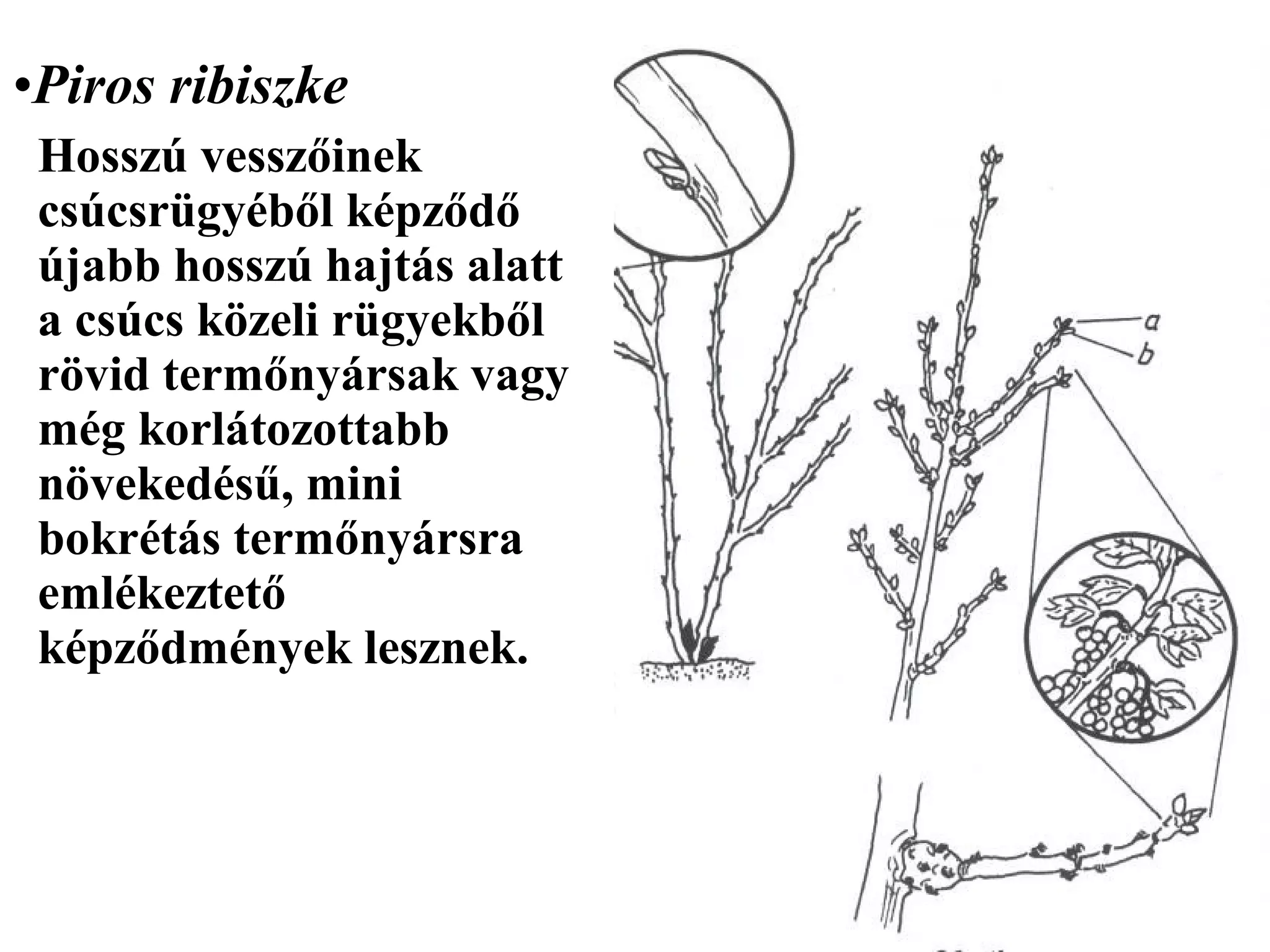 •Piros ribiszke
 Hosszú vesszőinek
 csúcsrügyéből képződő
 újabb hosszú hajtás alatt
 a csúcs közeli rügyekből
 rövid termőnyársak vagy
 még korlátozottabb
 növekedésű, mini
 bokrétás termőnyársra
 emlékeztető
 képződmények lesznek.
 