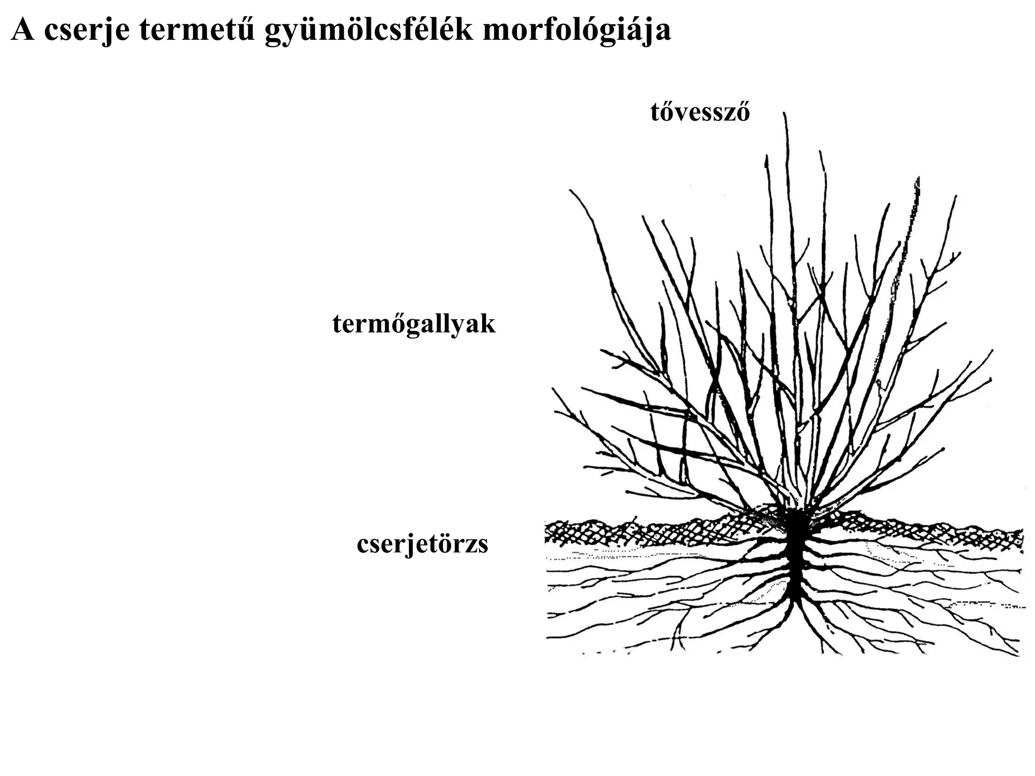 A cserje termetű gyümölcsfélék morfológiája

                                         tővessző




                    termőgallyak




                      cserjetörzs
 