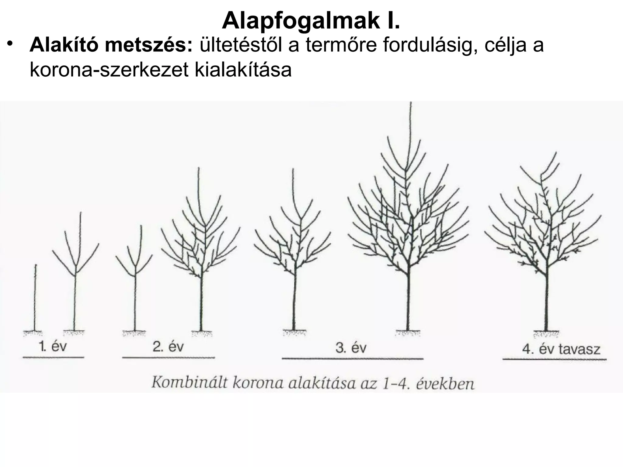 Alapfogalmak I.
• Alakító metszés: ültetéstől a termőre fordulásig, célja a
  korona-szerkezet kialakítása
 