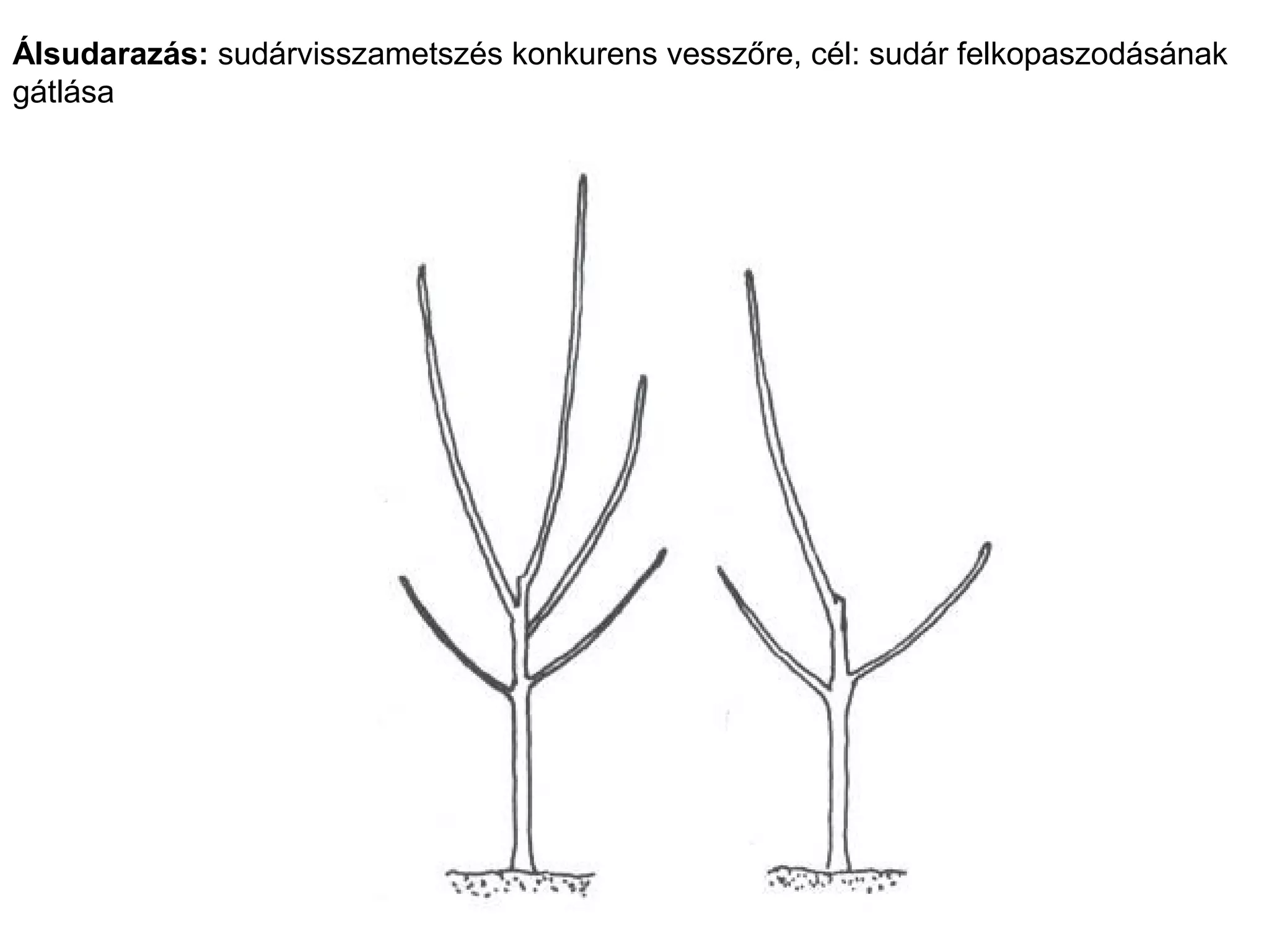Álsudarazás: sudárvisszametszés konkurens vesszőre, cél: sudár felkopaszodásának
gátlása
 