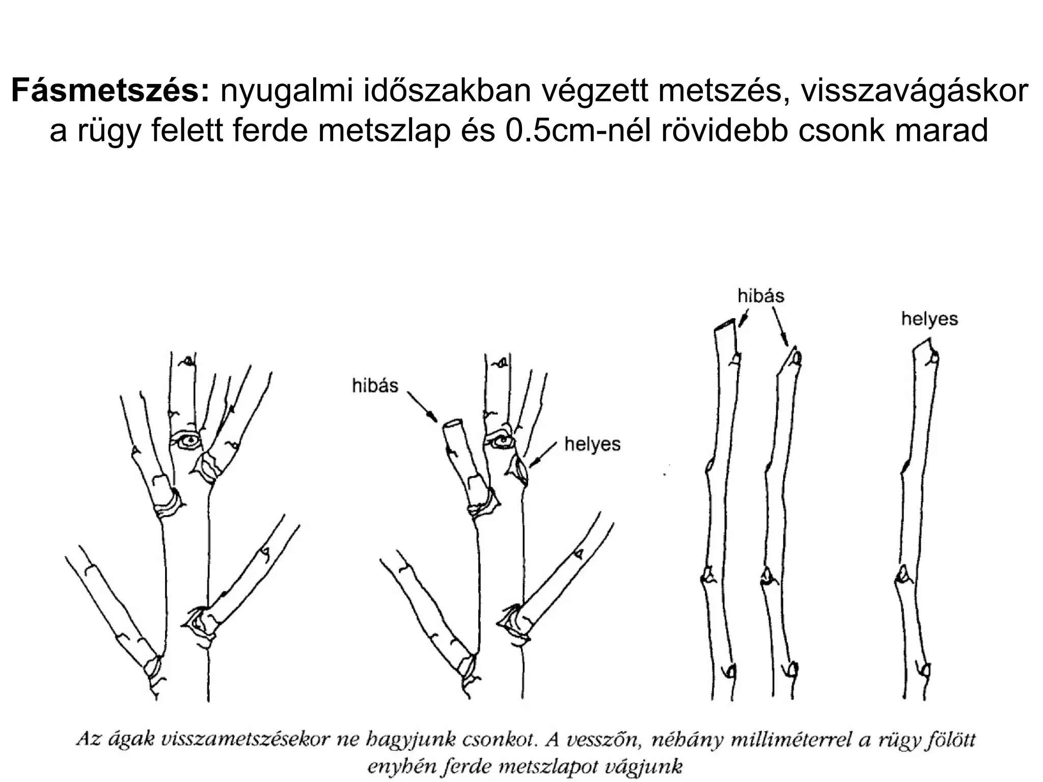 Fásmetszés: nyugalmi időszakban végzett metszés, visszavágáskor
  a rügy felett ferde metszlap és 0.5cm-nél rövidebb csonk marad
 