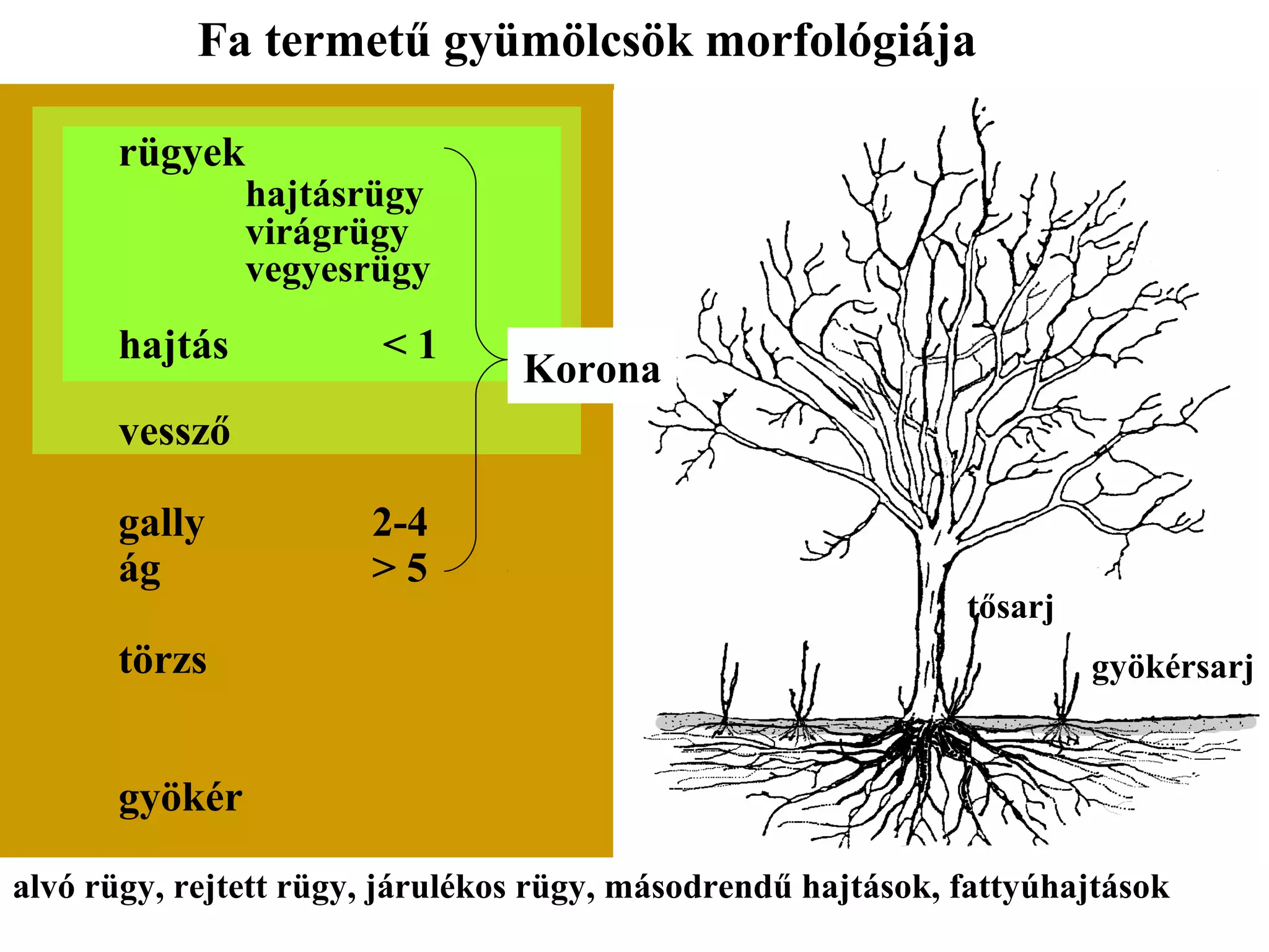 Fa termetű gyümölcsök morfológiája

      rügyek
               hajtásrügy
               virágrügy
               vegyesrügy
      hajtás            <1
                                 Korona
      vessző

      gally            2-4
      ág               >5
                                                              tősarj
      törzs                                                            gyökérsarj


      gyökér

alvó rügy, rejtett rügy, járulékos rügy, másodrendű hajtások, fattyúhajtások
 