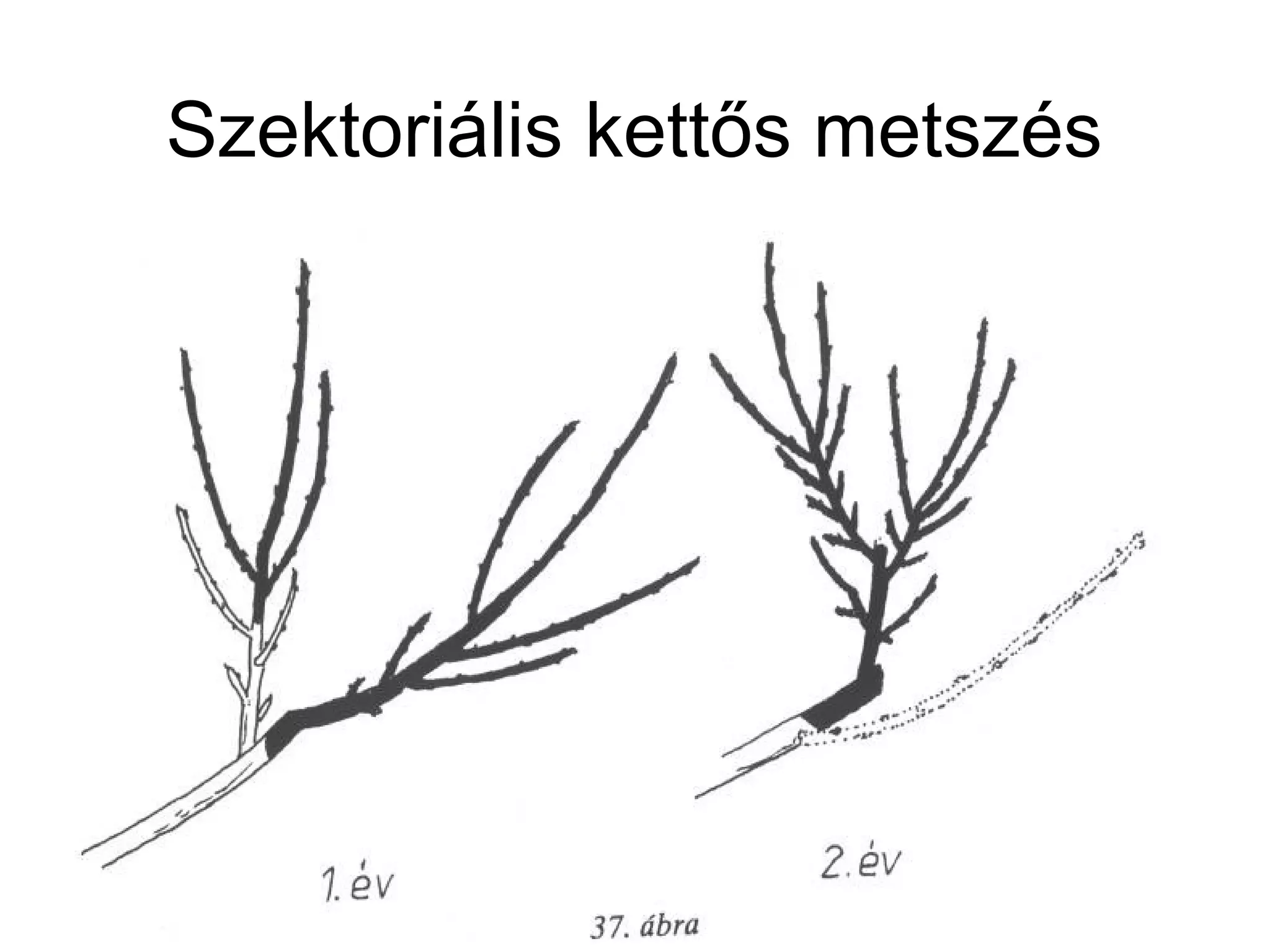 Szektoriális kettős metszés
 