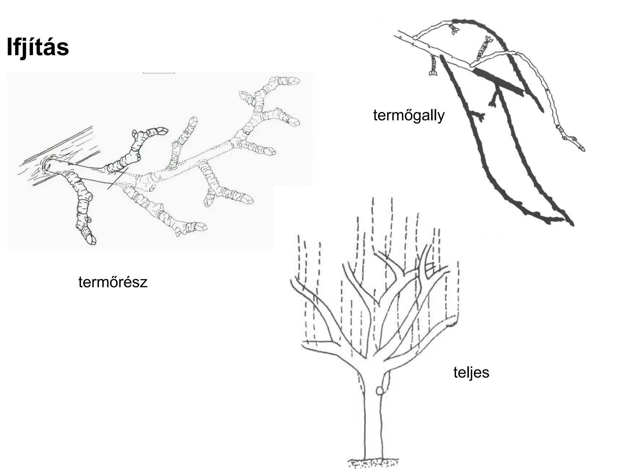 Ifjítás

                      termőgally




          termőrész




                                   teljes
 